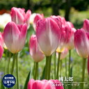 富山産チューリップ 【桃太郎】 球根 (3球入) (植え付け時期12月下旬まで) 【予約販売】9月下旬以降入荷予定