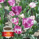 【紫雲】 富山産チューリップ （5球植え/フレグラーポット21型/アイボリー）