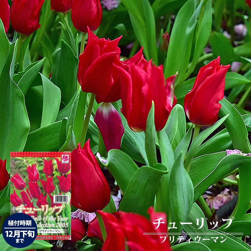 【球根】 チューリップ プリティーウーマン 【5球入】（植え付け時期12月下旬まで） 【予約販売】9月下旬以降発送予定。のサムネイル