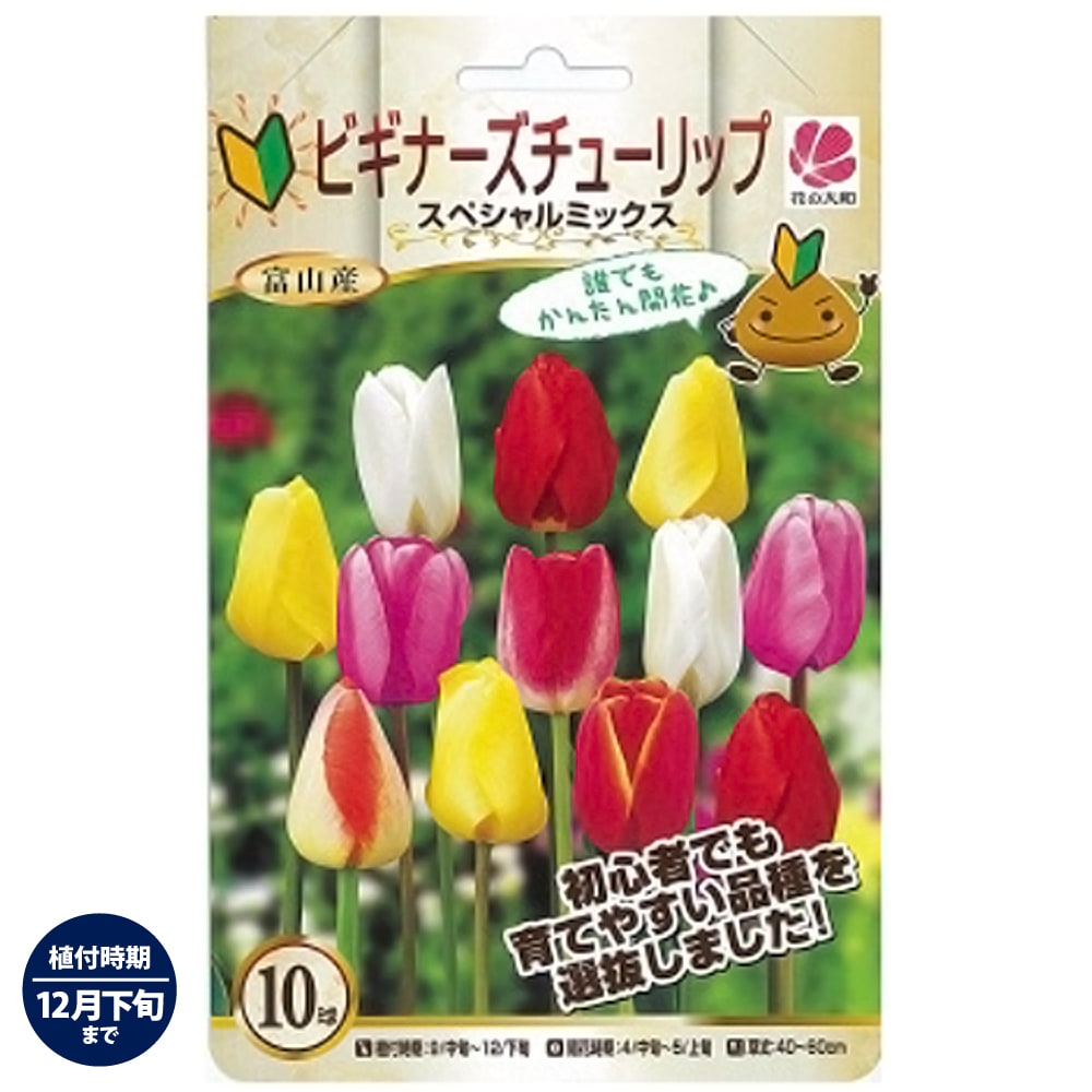 ビギナーズチューリップ スペシャルミックス 球根 （10球入） （植え付け時期12月下旬まで）