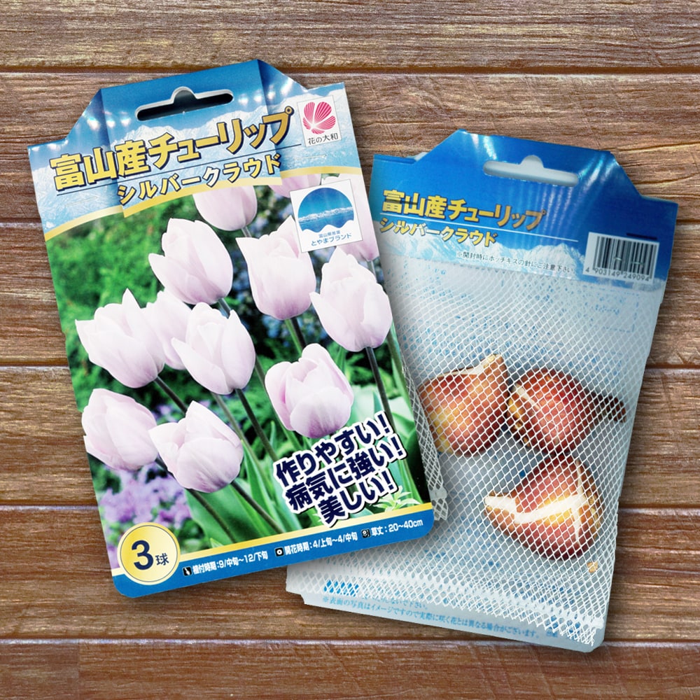 富山産チューリップ 【シルバークラウド】 球根 （3球入り） （植え付け時期12月下旬まで）のサムネイル