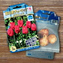 富山産チューリップ 【とやまレッド】 球根 (3球入り) (植え付け時期12月下旬まで) 登録品種・品種登録 【予約販売】9月下旬以降入荷予定