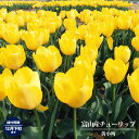 【球根】 富山産チューリップ 黄小町 【3球入】 (植え付け時期12月下旬まで) 【予約販売】9月下旬以降入荷予定