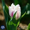 【球根】 チューリップ フレミングフラッグ 【3球入】(植え付け時期12月下旬まで) 【予約販売】10月中旬頃入荷予定