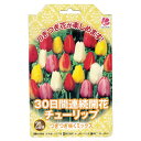 チューリップ 球根 【つぎつぎ咲くミックス・30日間連続開花】 (20球入り)(植え付け時期12月下旬まで) 【予約販売】10月中旬頃入荷予定