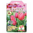 【球根】 チューリップ アフロディーテ あるれるように花が咲く 【4球入】（植え付け時期12月下旬まで）