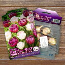 【球根】 デュオチューリップ ピンク&パープル 【6球入】 (植え付け時期12月下旬まで) 【予約販売】10月中旬頃入荷予定