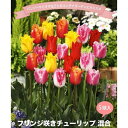 チューリップ 【フリンジ咲き混合】 球根 (5球入り) (植え付け時期12月下旬まで) 【予約販売】10月中旬頃入荷予定