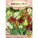 チューリップ 【枝咲き混合】 球根 (5球入り) (植え付け時期12月下旬まで) 【予約販売】10月中旬頃入荷予定