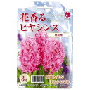 【球根】 花香るヒヤシンス 桃花 【3球入】（植え付け時期12月下旬まで）