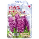 【球根】 花香るヒヤシンス 紫花 【3球入】(植え付け時期12月下旬まで) 【予約販売】10月中旬頃入荷予定