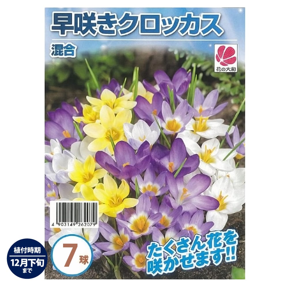 【早咲きクロッカス】 混合 球根 （10球入） （植え付け時期12月下旬まで）のサムネイル