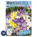 【早咲きクロッカス】 混合 球根 （10球入） （植え付け時期12月下旬まで）