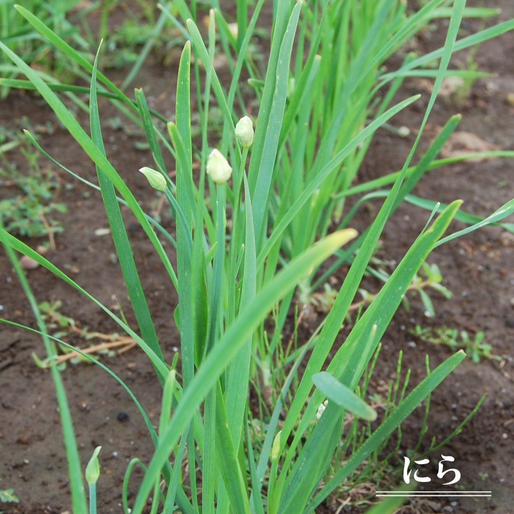 【にら】 球根 （奈良県産） 3株入り （植え付け時期7月～11月下旬）のサムネイル