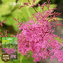 京鹿の子 (赤花種) 袋詰め宿根草 (1株入) (植え付け時期3月下旬まで) 【予約販売】11月下旬頃入荷予定