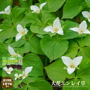 【球根】 大花エンレイ草 【1株入】 （植え付け時期3月下旬まで）