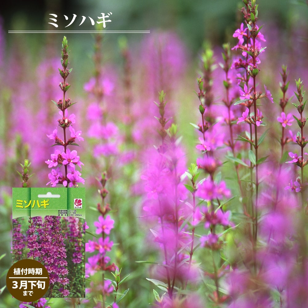 ミソハギ 袋詰め宿根草 （1株入） （植え付け時期3月下旬まで） 【予約販売】11月下旬頃発送予定。のサムネイル