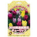 チューリップ 球根 【ず～と咲くミックス・30日間連続開花】 （30球入り） （植え付け時期12月下旬まで）