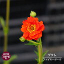 【球根】 ゲウム ファイヤーボール 【1株入】 (植え付け時期2月下旬まで) 【予約販売】12月中旬頃入荷予定