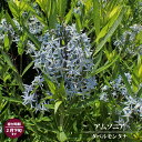 【球根】 アムソニア タベルモンタナ 【1株入】 （植え付け時期2月下旬まで）