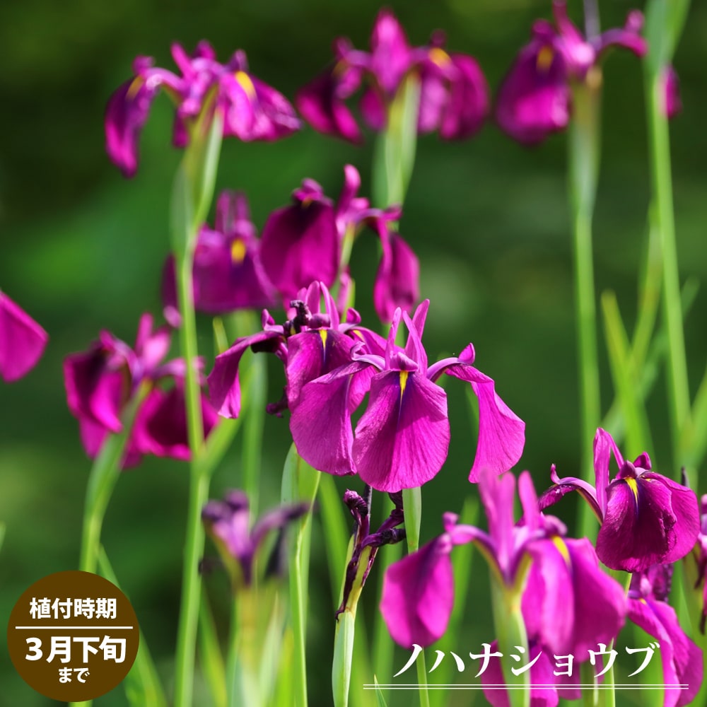 【球根】 ノハナショウブ 【1株入】 (植え付け時期3月下旬まで) 【予約販売】11月下旬頃入荷予定