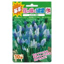 【球根】 ムスカリ 混合 【10球入】 (植え付け時期12月下旬まで) 【予約販売】9月下旬以降入荷予定