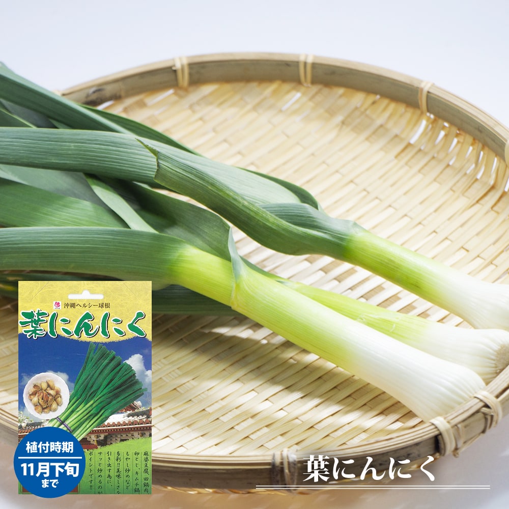 【葉にんにく】 球根 250g 国産（奈良県産） （植え付け時期8月上旬～10月下旬まで）