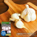 【ホワイト六片にんにく】 種 球根 青森県産 国産 (植え付け時期8月下旬~11月上旬) 【予約販売】8月下旬以降入荷予定