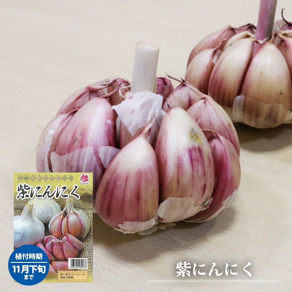 紫にんにく 【モラド種】 球根 5球入り スペイン産 （植え付け時期8月下旬～11月上旬まで） 【予約販売】8月下旬以降発送予定のサムネイル