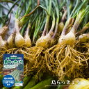 【島らっきょう】 球根100g 国産(沖縄県産) (植え付け時期7月下旬~9月下旬)
