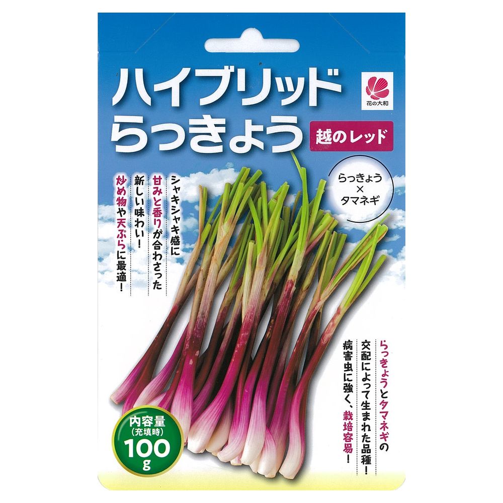 ハイブリッドらっきょう 【越のレッド】 球根 100g （沖縄県産） （植え付け時期11月下旬まで）