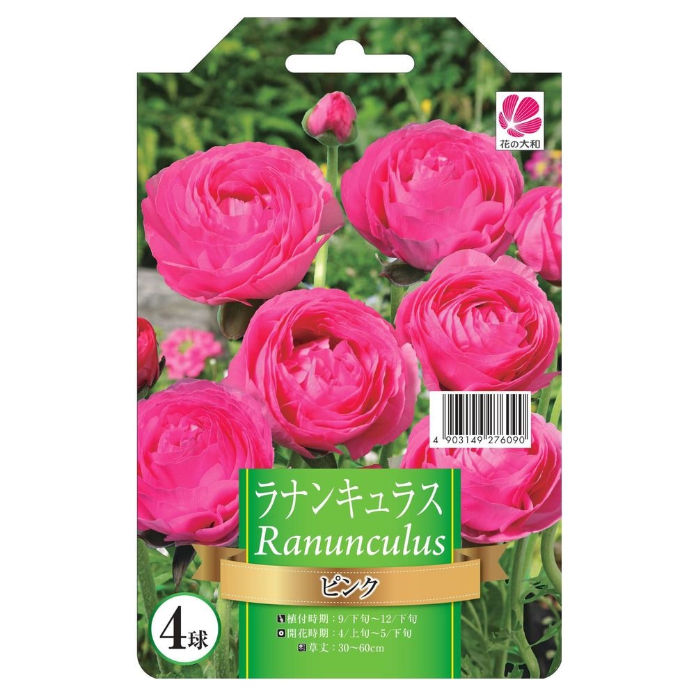 ラナンキュラス 【ピンク】 4球入り 球根 (植え付け時期12月下旬まで)