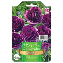 ラナンキュラス 【パープル】 4球入り 球根 (植え付け時期12月下旬まで) 【予約販売】8月下旬以降入荷予定