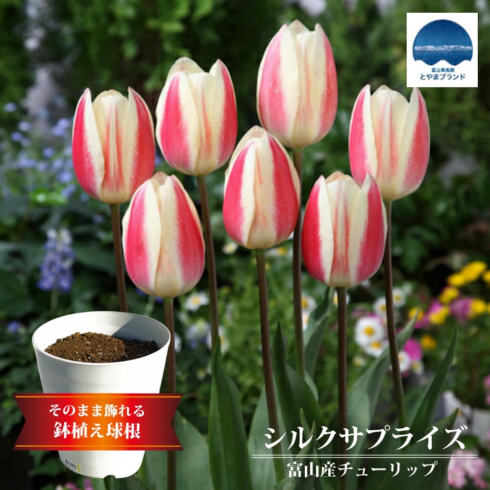 【シルクサプライズ】 富山産チューリップ （5球植え/フレグラーポット21型/アイボリー）のサムネイル
