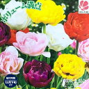 チューリップ 【八重咲き混合】 球根 (5球入り) (植え付け時期12月下旬まで) 【予約販売】10月中旬頃入荷予定