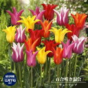 チューリップ 【百合咲き混合】 球根 (5球入り) (植え付け時期12月下旬まで) 【予約販売】10月中旬頃入荷予定