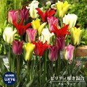チューリップ 【ビリディ咲き混合】 球根 (5球入り) (植え付け時期12月下旬まで) 【予約販売】10月中旬頃入荷予定