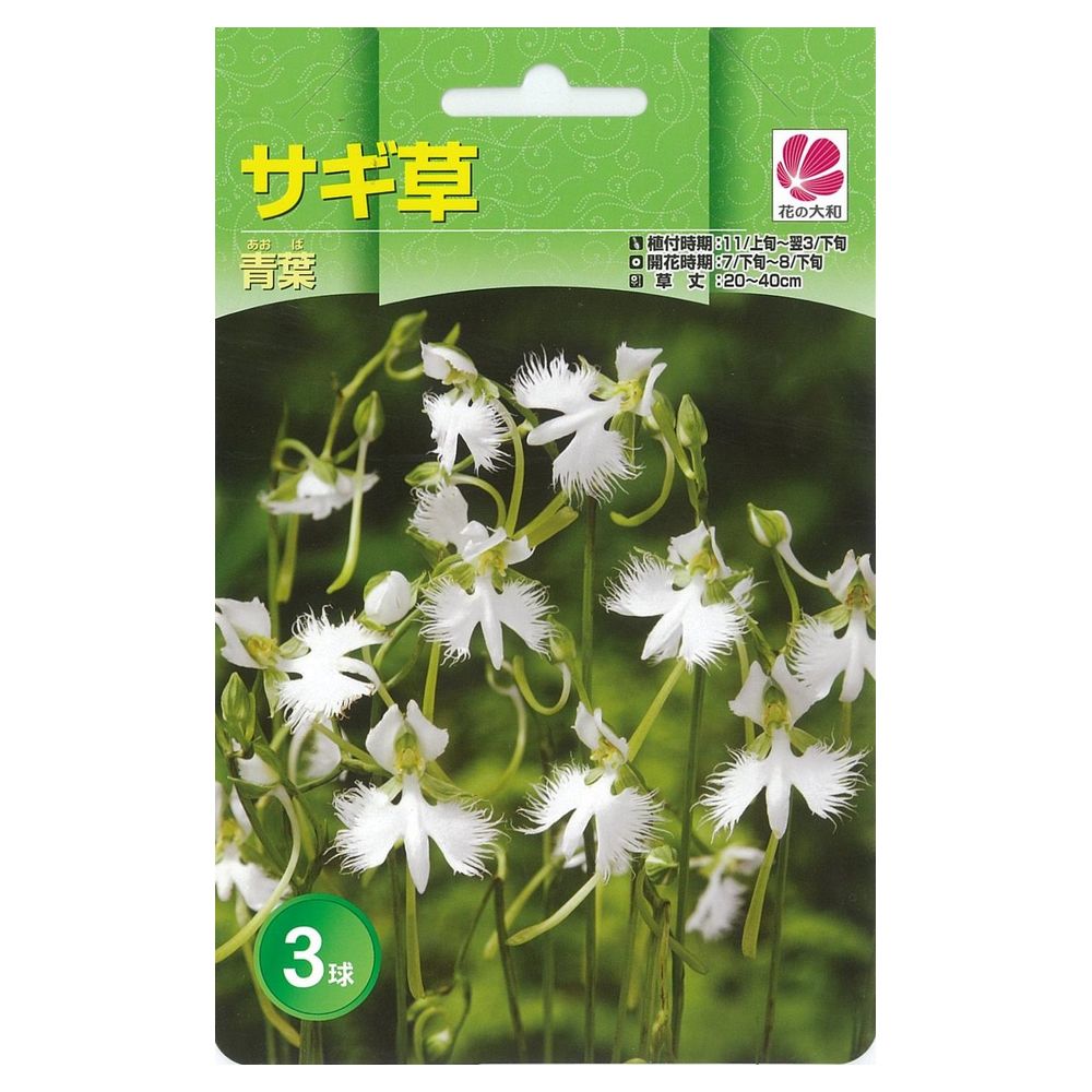 サギソウ 【青葉】 球根 （3球入） （植え付け時期11月上旬～翌3月下旬） 【予約販売】2月中旬頃入荷予定