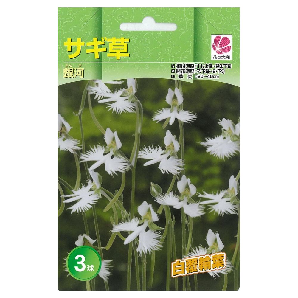 サギソウ 【銀河】 球根 （3球入） （植え付け時期11月上旬～翌3月下旬） 【予約販売】2月中旬頃入荷予定