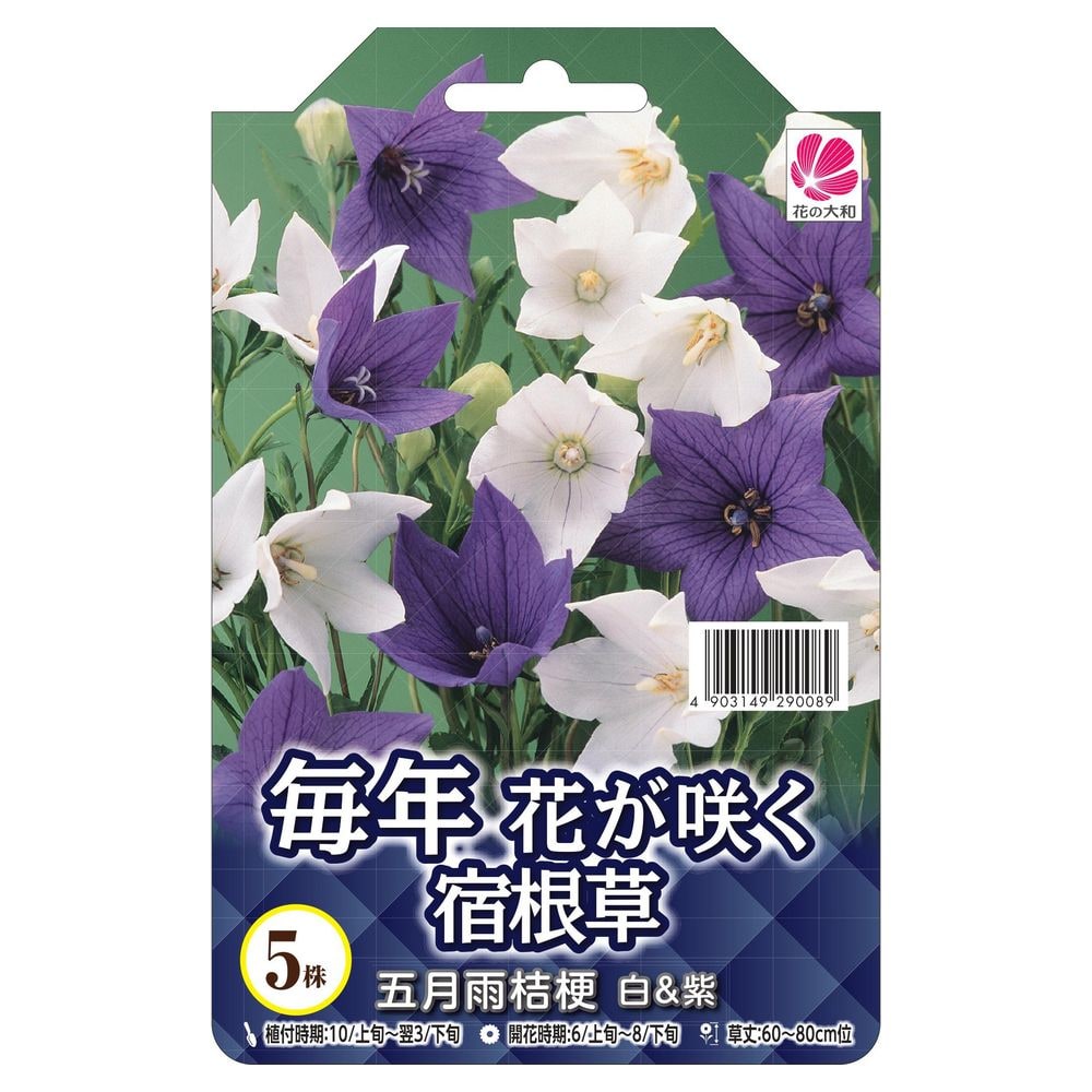 【球根】 五月雨桔梗 白&紫 【5株入】 （植え付け時期2月下旬まで）のサムネイル