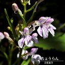 9月3日20時からのセール対象商品 【球根】 うちょうらん美花混合 【2球入】 【予約販売】2月中旬頃入荷予定