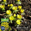 西洋せつぶん草 【エランシス シリシカ】 球根 (6球入) (植え付け時期10月上旬~11月下旬まで) 【予約販売】10月中旬頃入荷予定