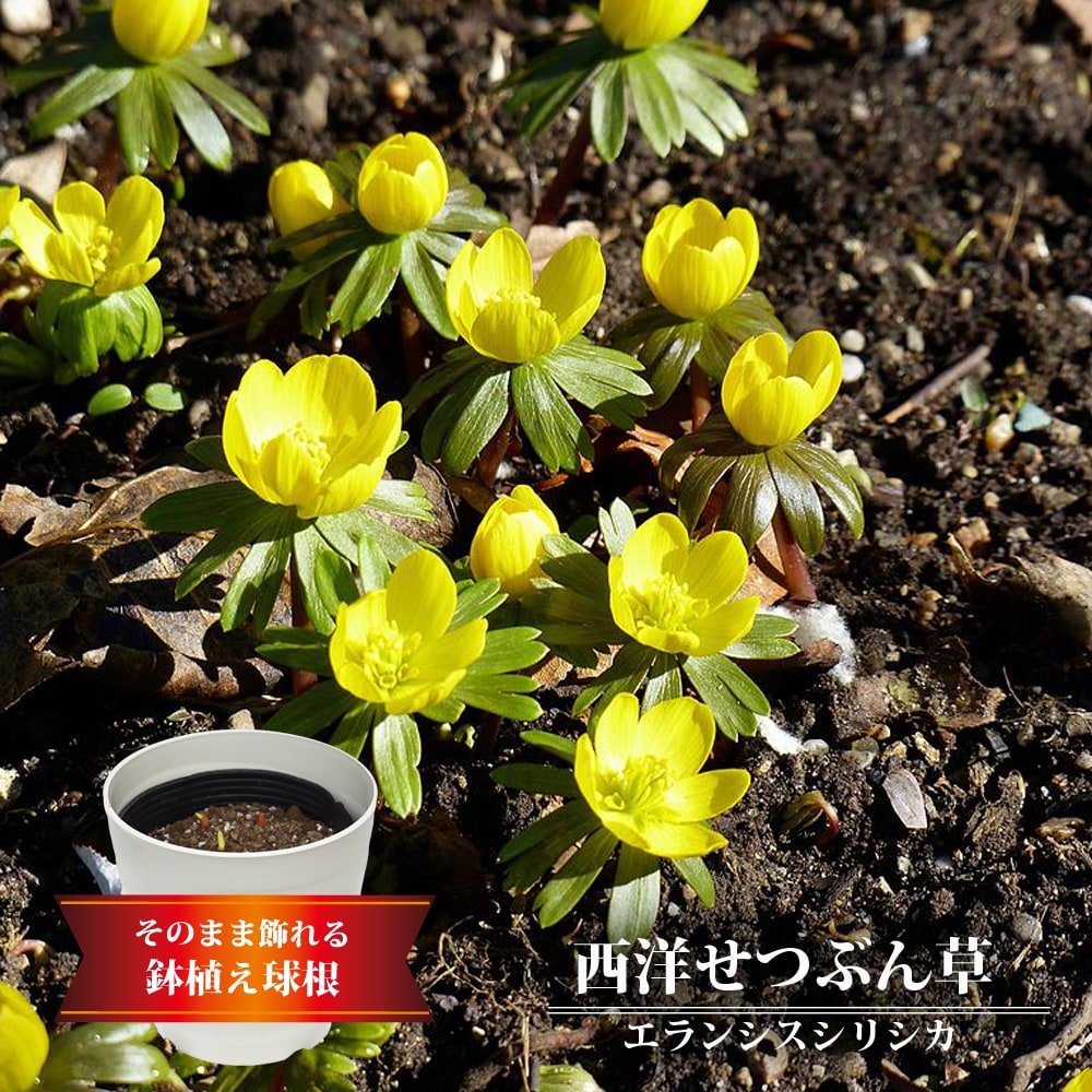 西洋せつぶん草 エランシス シリシカ 【6球植え】6号ポット フレグラー21型 アイボリーのサムネイル