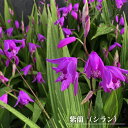 【紫蘭 (シラン)】 球根 (3株入) 【予約販売】12月中旬頃入荷予定