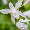 【シロバナシラン】 球根 (2株入) 【予約販売】12月中旬頃入荷予定