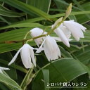 【シロバナ斑入りシラン】 球根 (2株入) 【予約販売】12月中旬頃入荷予定