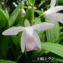 【口紅シラン】 球根 (2株入) 【予約販売】12月中旬頃入荷予定