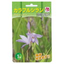 【ブルーシラン】 球根 (1株入) 【予約販売】12月中旬頃入荷予定