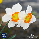 水仙 【カップ咲き 白に橙】 球根 (2球入) (植え付け時期9月中旬~12月下旬) 【予約販売】9月下旬以降入荷予定