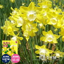 花香る水仙 【ピピット】 球根 (2球入) (植え付け時期9月中旬~12月下旬) 【予約販売】9月下旬以降入荷予定